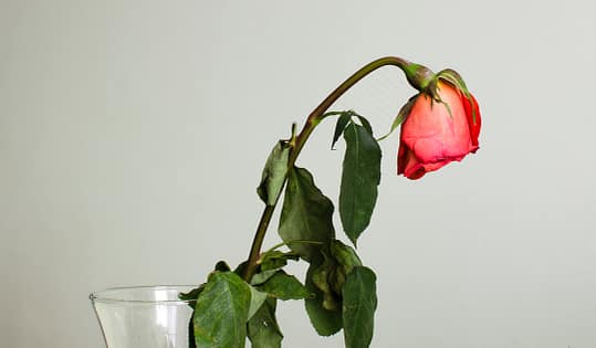 Drooping red rose in vase
